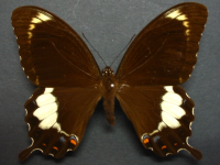 Papilio fuscus capaneus - Adult